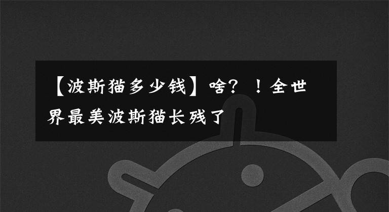 【波斯猫多少钱】啥?!全世界最美波斯猫长残了