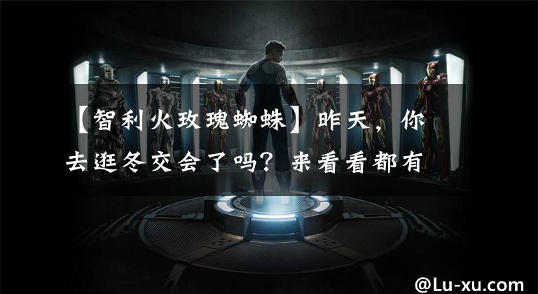 【智利火玫瑰蜘蛛】昨天，你去逛冬交会了吗？来看看都有哪些新奇事物？