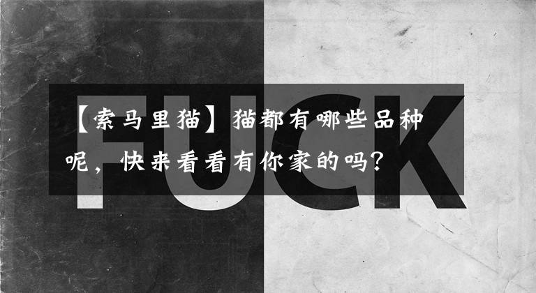 【索马里猫】猫都有哪些品种呢,快来看看有你家的吗?