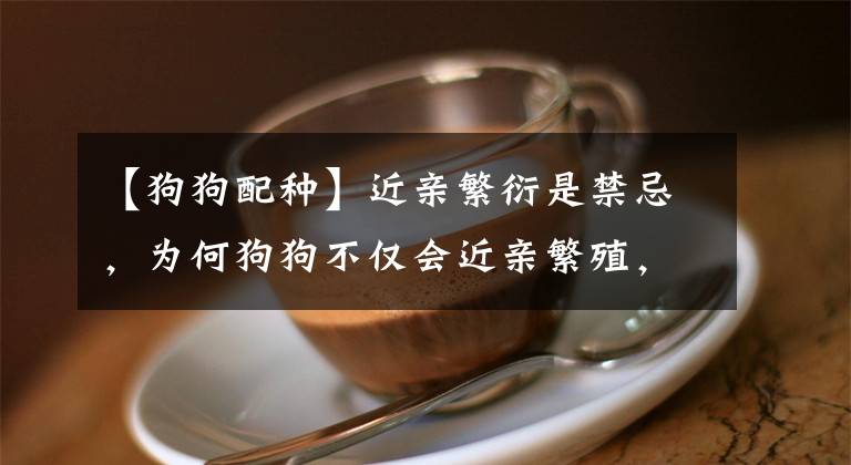 【狗狗配种】近亲繁衍是禁忌，为何狗狗不仅会近亲繁殖，甚至还“回交”？
