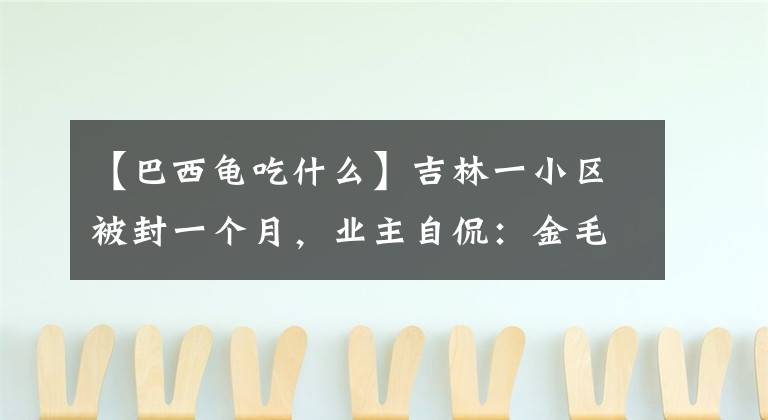 【巴西龟吃什么】吉林一小区被封一个月,业主自侃:金毛能吃几天?巴西龟能炖汤吗