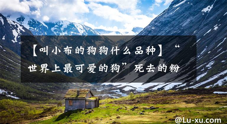 【叫小布的狗狗什么品种】“世界上最可爱的狗”死去的粉丝:照亮了我们的生活