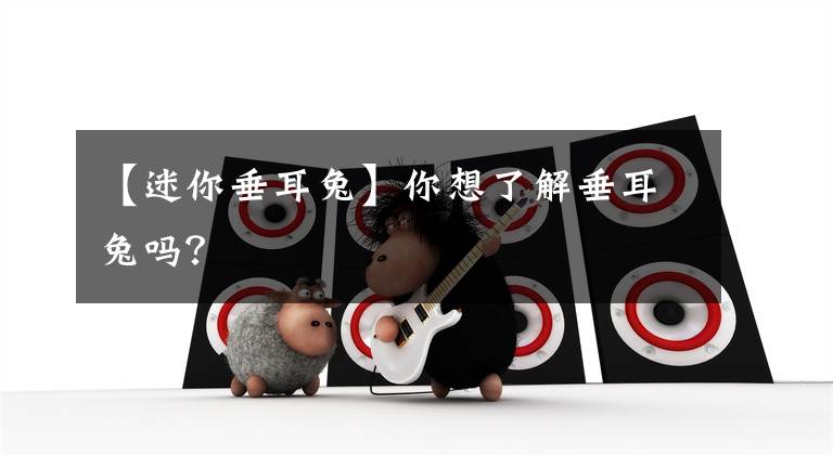 【迷你垂耳兔】你想了解垂耳兔吗？