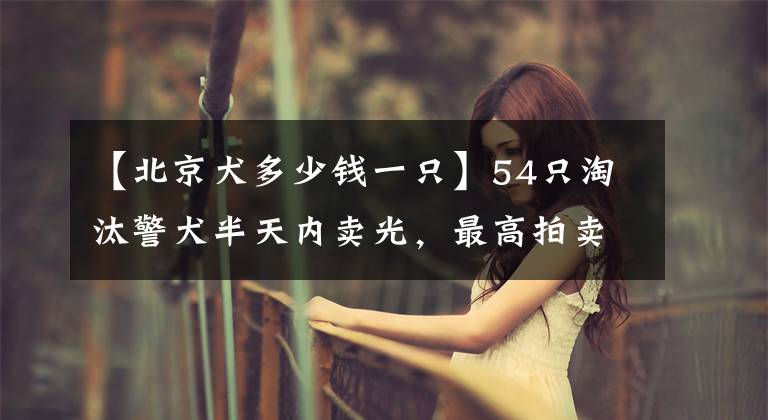 【北京犬多少钱一只】54只淘汰警犬半天内卖光,最高拍卖价33万元,买犬者不得弃养
