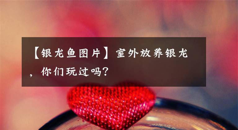 【银龙鱼图片】室外放养银龙，你们玩过吗？