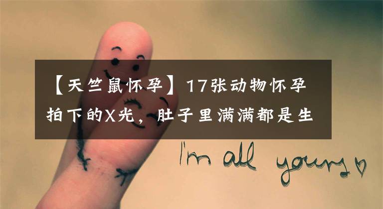 【天竺鼠怀孕】17张动物怀孕拍下的X光，肚子里满满都是生命的画面太奇妙了！