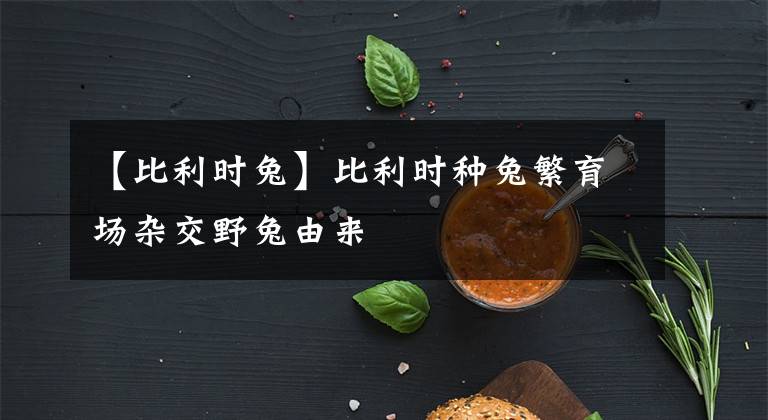 【比利时兔】比利时种兔繁育场杂交野兔由来