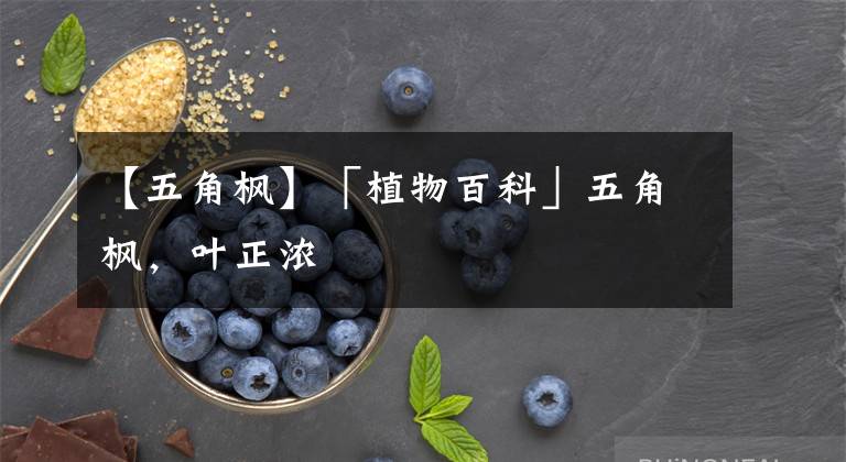 【五角枫】「植物百科」五角枫，叶正浓