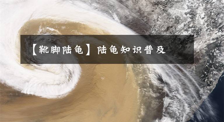 【靴脚陆龟】陆龟知识普及