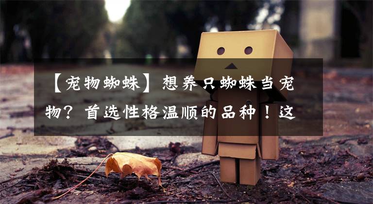 【宠物蜘蛛】想养只蜘蛛当宠物?首选性格温顺的品种!这6种网店基本都有卖!