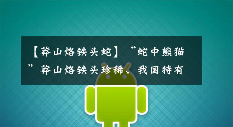 【莽山烙铁头蛇】“蛇中熊猫”莽山烙铁头珍稀、我国特有，为什么总被外国人惦记？