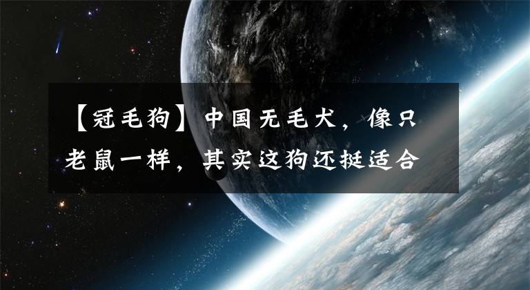 【冠毛狗】中国无毛犬，像只老鼠一样，其实这狗还挺适合家养