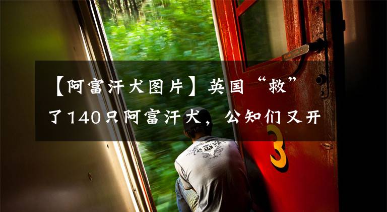 【阿富汗犬图片】英国“救”了140只阿富汗犬，公知们又开始高潮了