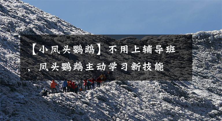 【小凤头鹦鹉】不用上辅导班，凤头鹦鹉主动学习新技能