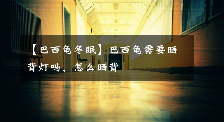 【巴西龟冬眠】巴西龟需要晒背灯吗，怎么晒背