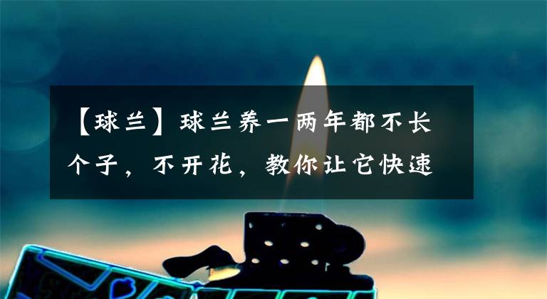 【球兰】球兰养一两年都不长个子,不开花,教你让它快速开花