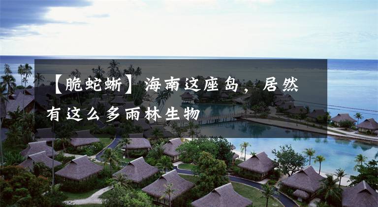 【脆蛇蜥】海南这座岛,居然有这么多雨林生物