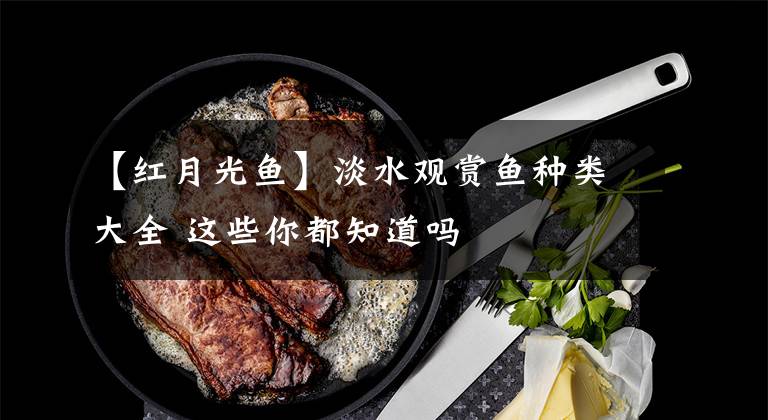 【红月光鱼】淡水观赏鱼种类大全 这些你都知道吗