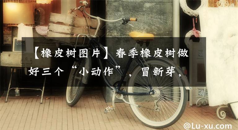 【橡皮树图片】春季橡皮树做好三个“小动作”，冒新芽，长大叶，很快枝繁叶茂