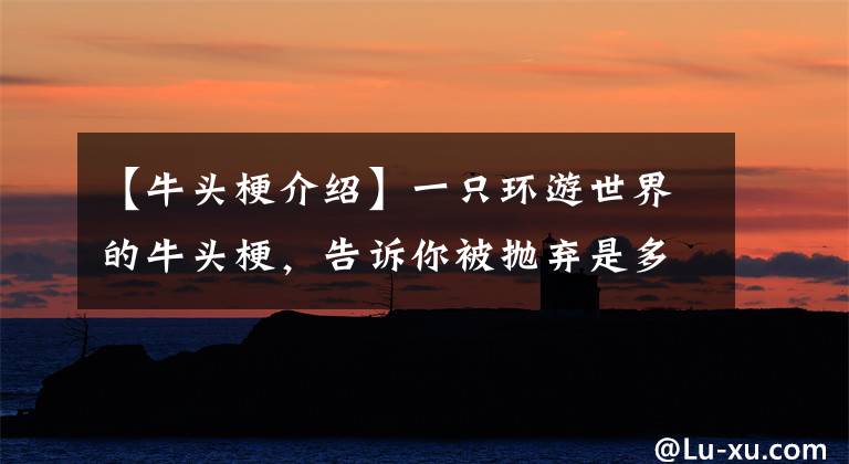 【牛头梗介绍】一只环游世界的牛头梗，告诉你被抛弃是多么凄凉