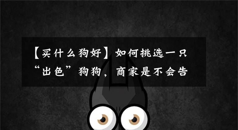 【买什么狗好】如何挑选一只“出色”狗狗,商家是不会告诉你的,网友:涨知识了