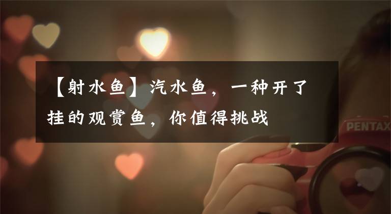 【射水鱼】汽水鱼，一种开了挂的观赏鱼，你值得挑战