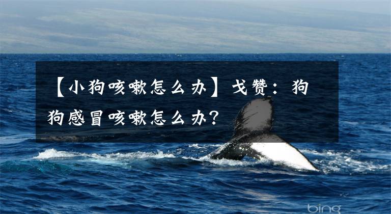 【小狗咳嗽怎么办】戈赞：狗狗感冒咳嗽怎么办？