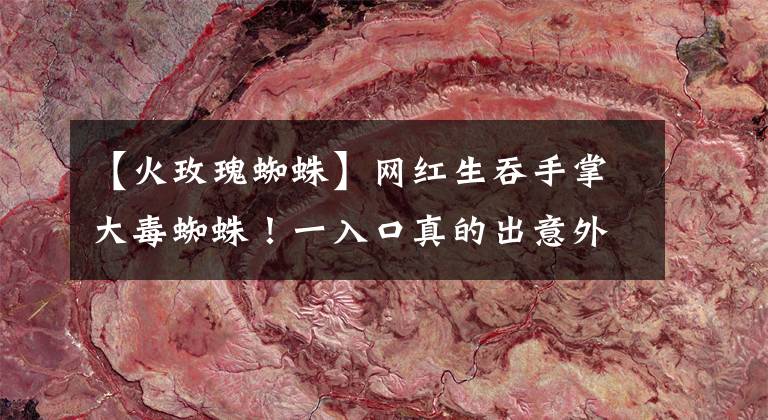 【火玫瑰蜘蛛】网红生吞手掌大毒蜘蛛！一入口真的出意外「狂吐血水」网目睹吓坏