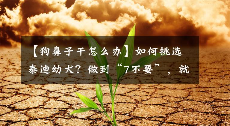 【狗鼻子干怎么办】如何挑选泰迪幼犬？做到“7不要”，就不会买到星期狗