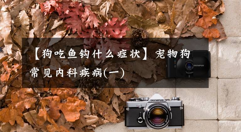 【狗吃鱼钩什么症状】宠物狗常见内科疾病(一)