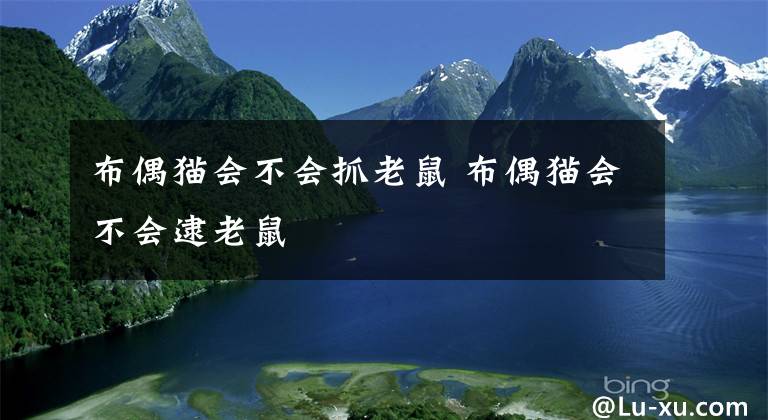 布偶猫会不会抓老鼠 布偶猫会不会逮老鼠