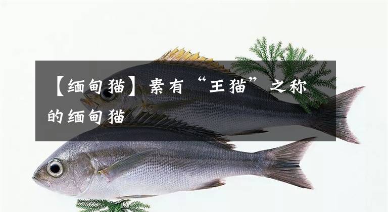 【缅甸猫】素有“王猫”之称的缅甸猫