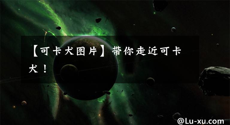 【可卡犬图片】带你走近可卡犬！