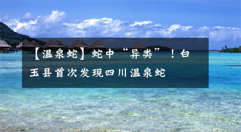 【温泉蛇】蛇中“异类”！白玉县首次发现四川温泉蛇