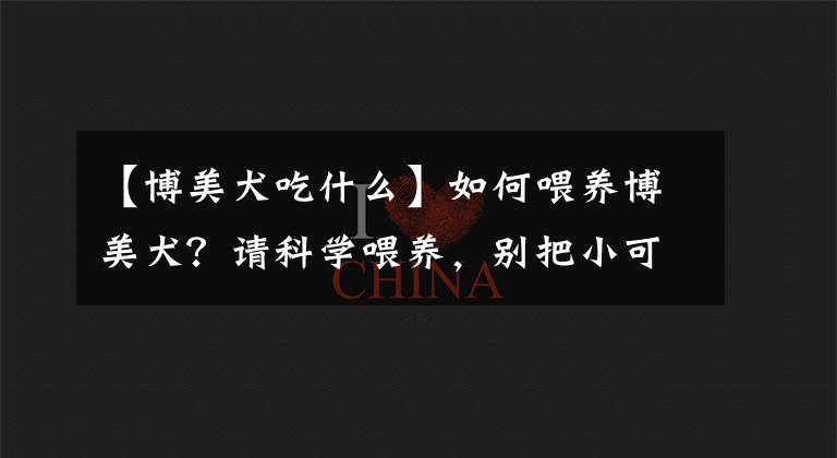 【博美犬吃什么】如何喂养博美犬?请科学喂养,别把小可爱变成大胖狗子