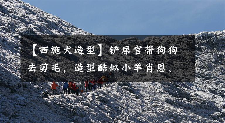 【西施犬造型】铲屎官带狗狗去剪毛，造型酷似小羊肖恩，露出小脚后令人称奇！