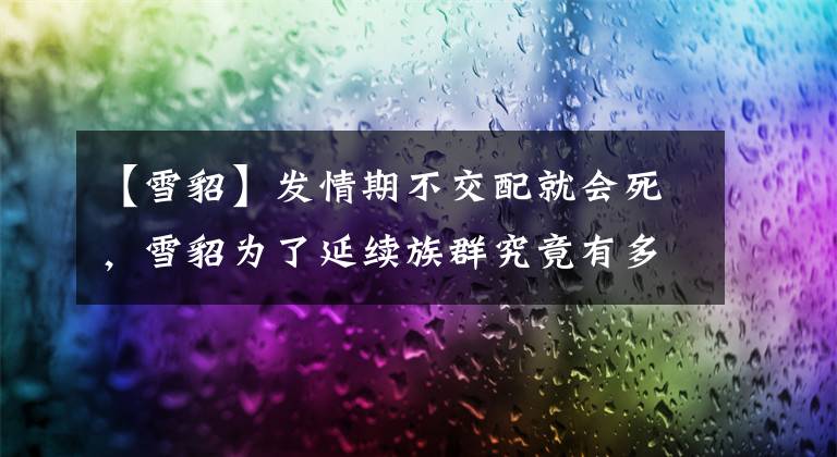 【雪貂】发情期不交配就会死，雪貂为了延续族群究竟有多拼？