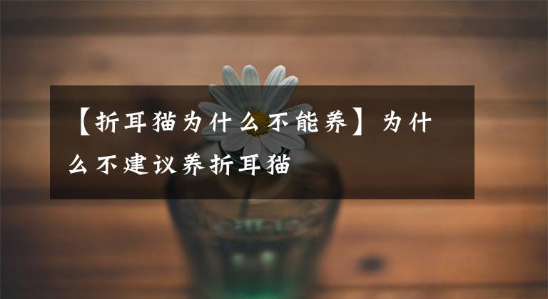 【折耳猫为什么不能养】为什么不建议养折耳猫