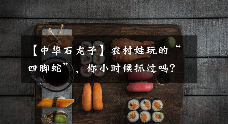 【中华石龙子】农村娃玩的“四脚蛇”，你小时候抓过吗？