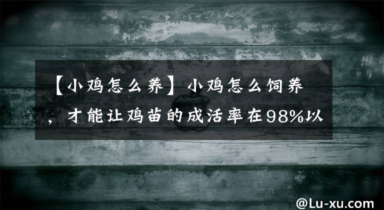 【小鸡怎么养】小鸡怎么饲养,才能让鸡苗的成活率在98%以上,细节决定成败