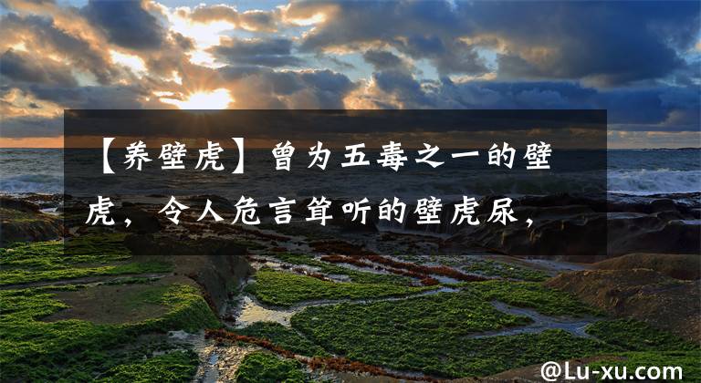 【养壁虎】曾为五毒之一的壁虎，令人危言耸听的壁虎尿，是益兽更是味中药