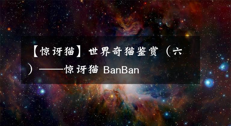【惊讶猫】世界奇猫鉴赏(六)——惊讶猫 BanBan