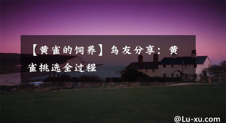 【黄雀的饲养】鸟友分享：黄雀挑选全过程