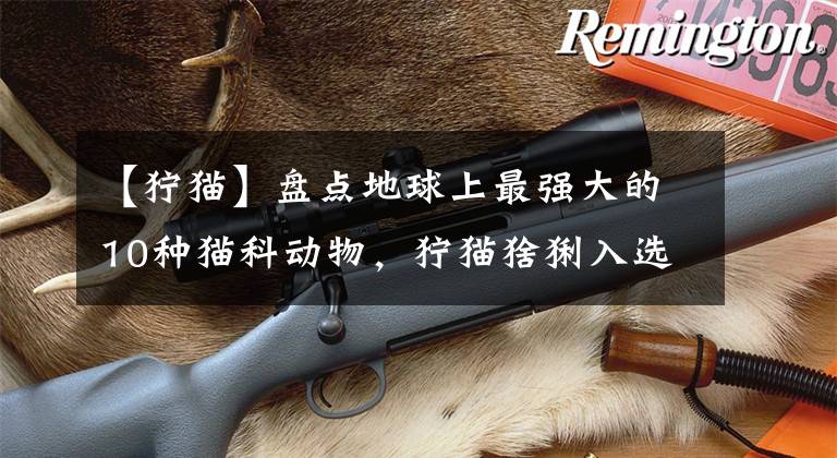 【狞猫】盘点地球上最强大的10种猫科动物，狞猫猞猁入选，雄狮第1无悬念