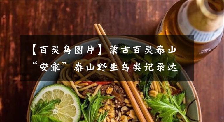 【百灵鸟图片】蒙古百灵泰山“安家”泰山野生鸟类记录达359种