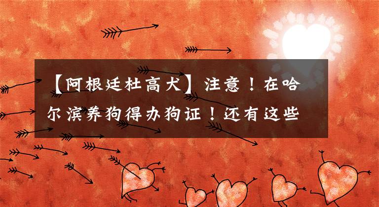 【阿根廷杜高犬】注意！在哈尔滨养狗得办狗证！还有这些狗禁止饲养