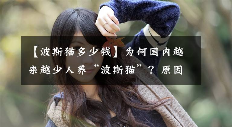 【波斯猫多少钱】为何国内越来越少人养“波斯猫”?原因有这几个