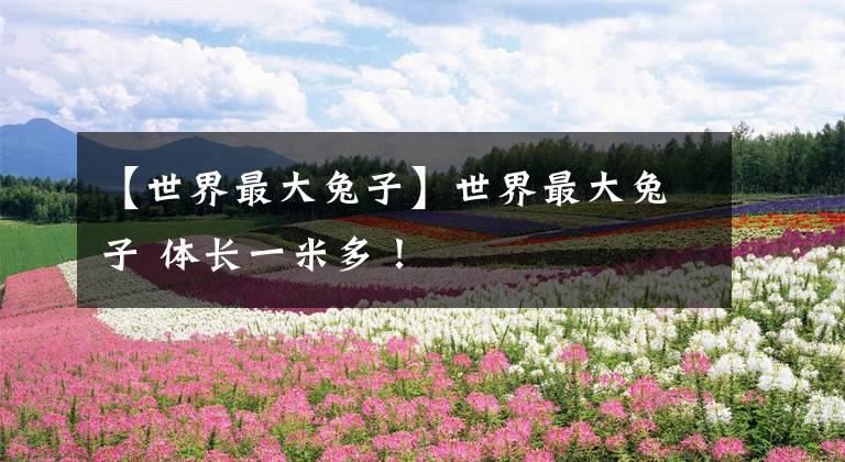 【世界最大兔子】世界最大兔子 体长一米多!