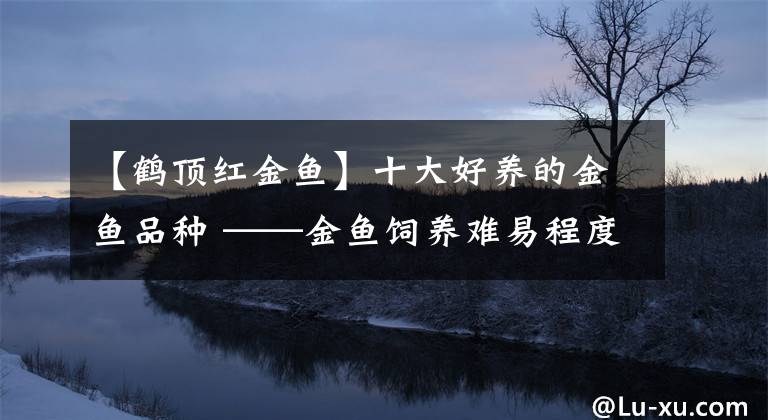 【鹤顶红金鱼】十大好养的金鱼品种 ——金鱼饲养难易程度排名（下）