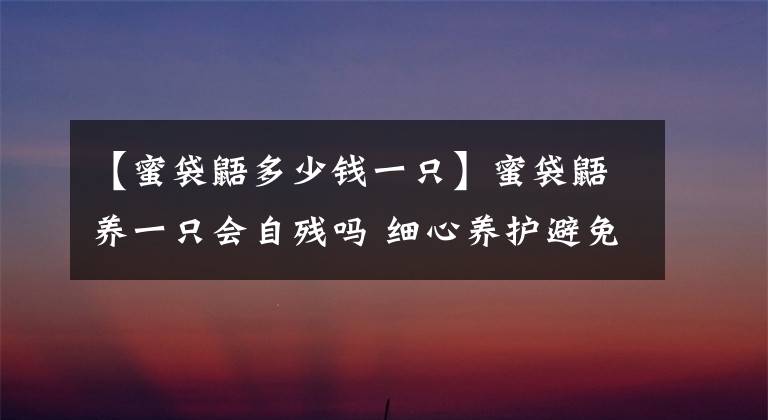 【蜜袋鼯多少钱一只】蜜袋鼯养一只会自残吗 细心养护避免蜜袋鼯自残